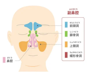 上顎洞